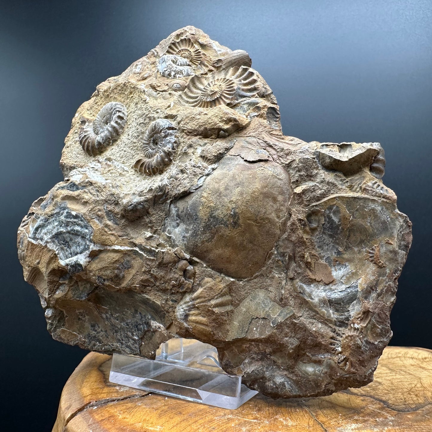 Androgynoceras capricornus Ammonite Fossil With Stand - Whitby, North Yorkshire Jurassic Coast Yorkshire Fossils