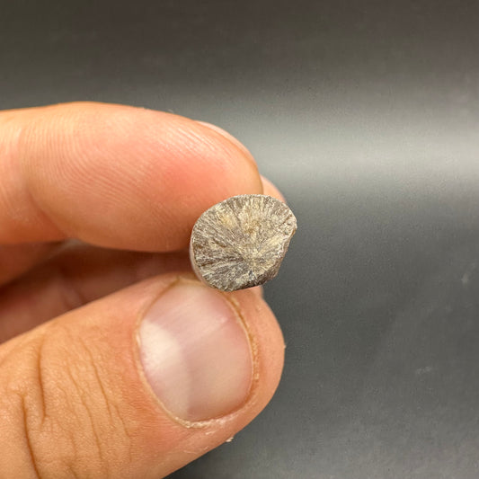 Belemnite (Fossil Squid) shell fossil - Whitby, North Yorkshire Jurassic Coast Yorkshire Fossils