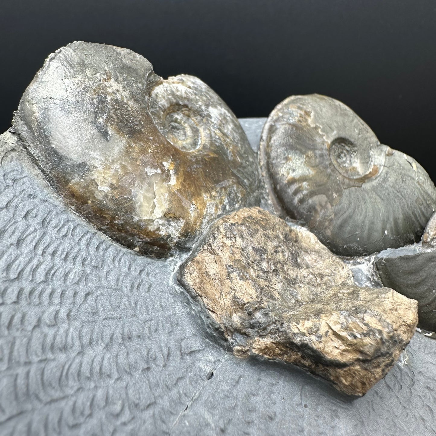 Eleganticeras Elegantulum ammonite / Coprolite fossil with box and stand - Whitby, North Yorkshire Jurassic Coast, Yorkshire Fossils