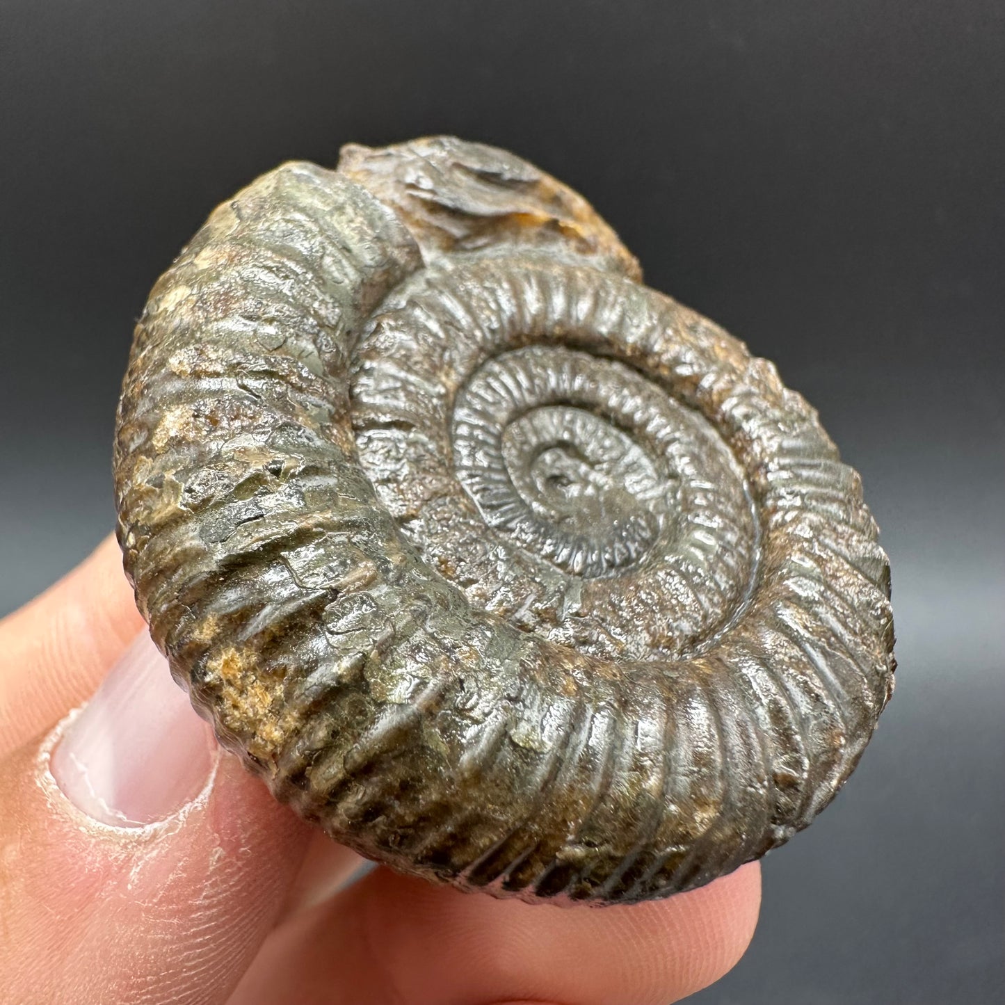 Snakestone Ammonite Fossil With Bag/Box And Stand - Whitby, North Yorkshire Jurassic Coast Yorkshire Fossils