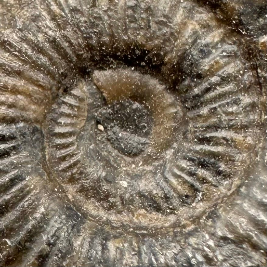 Dactylioceras Ammonite Fossil With Box And Stand - Whitby, North Yorkshire Jurassic Coast Yorkshire Fossils