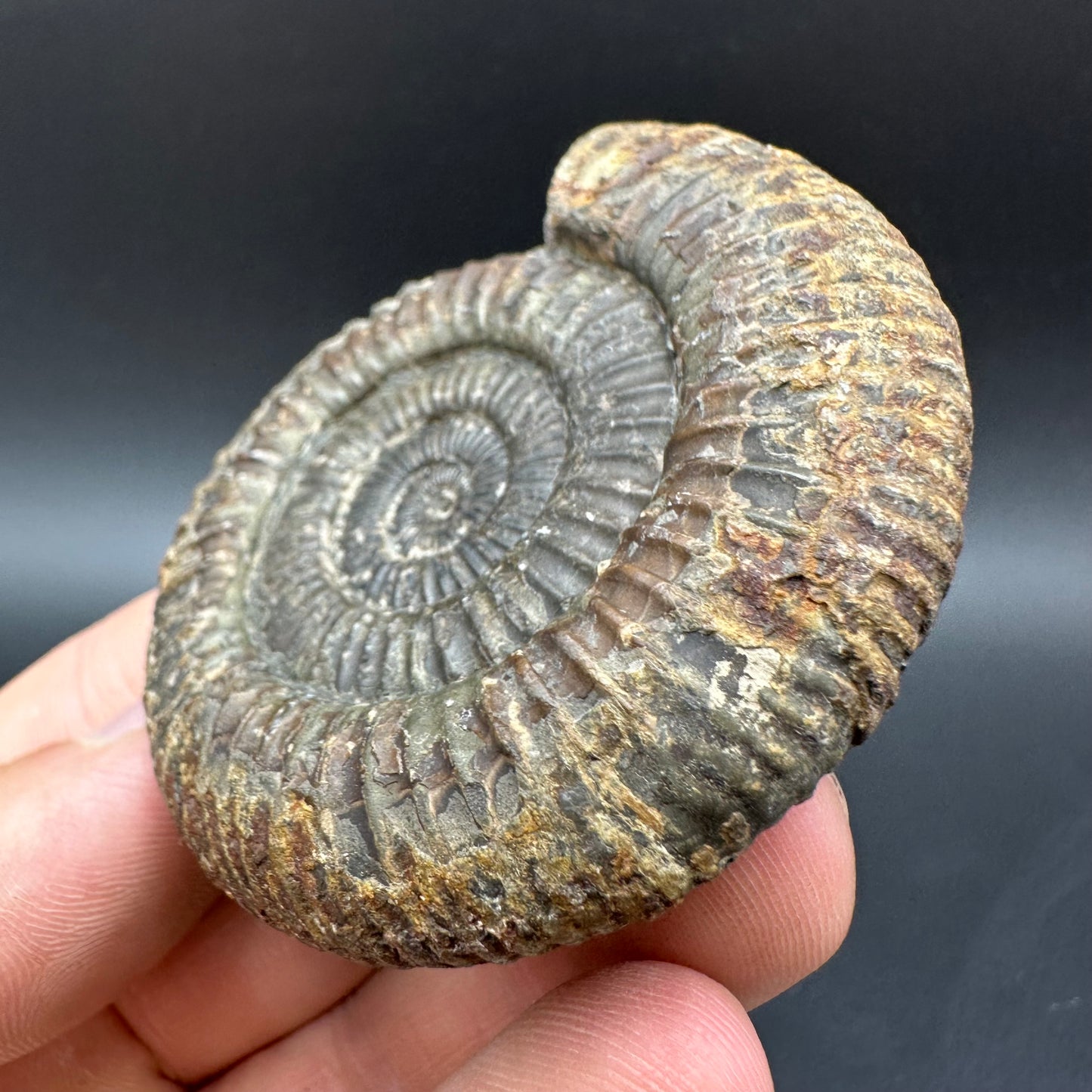Dactylioceras Ammonite Fossil With Box And Stand - Whitby, North Yorkshire Jurassic Coast Yorkshire Fossils