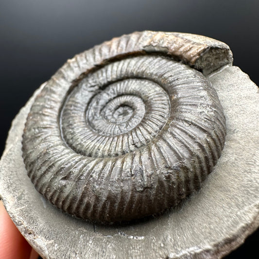 Dactylioceras Ammonite Fossil With box and Stand - Whitby, North Yorkshire Jurassic Coast Yorkshire Fossils