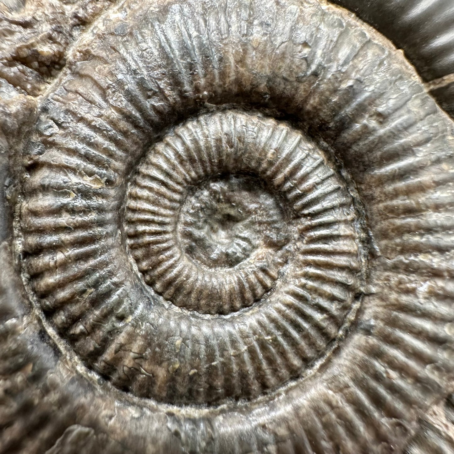 Zugodactylites Ammonite fossil with stand - Whitby, North Yorkshire Jurassic Coast, Yorkshire fossils