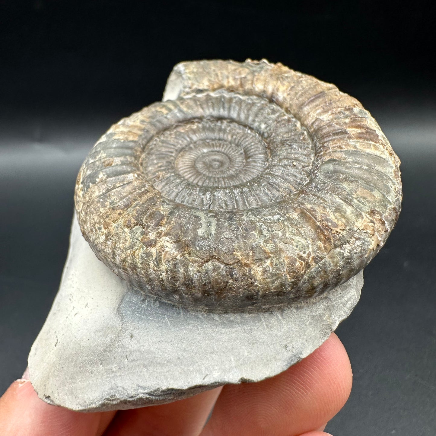 Dactylioceras Ammonite Fossil With Box And Stand - Whitby, North Yorkshire Jurassic Coast Yorkshire Fossils
