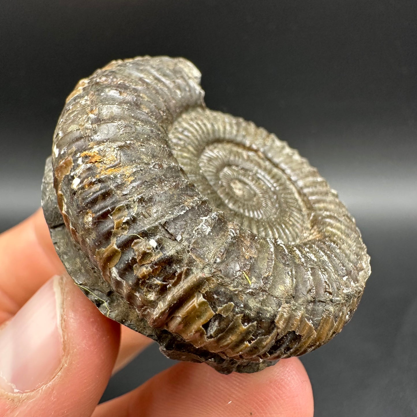 Dactylioceras Ammonite Fossil With Box And Stand - Whitby, North Yorkshire Jurassic Coast Yorkshire Fossils