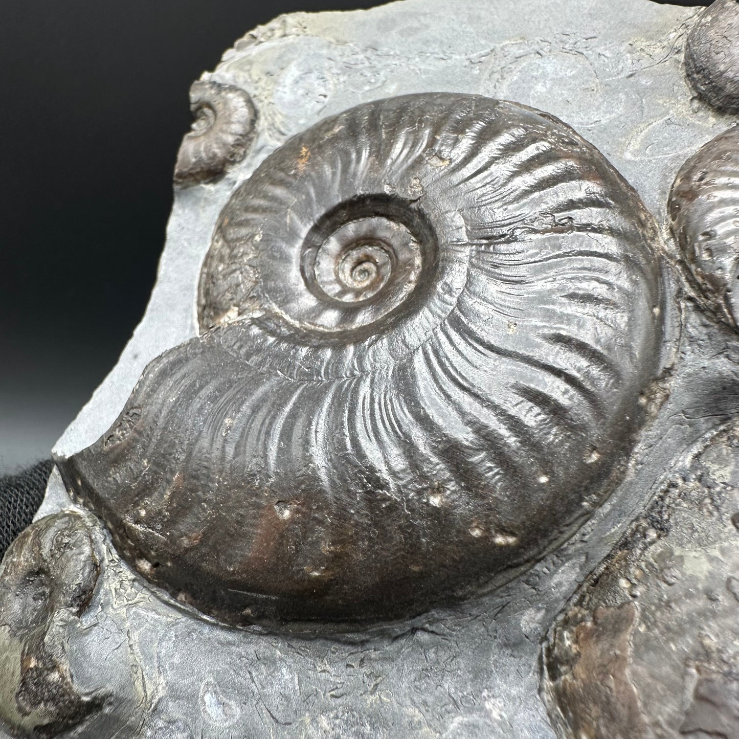 Eleganticeras Elegantulum ammonite fossil with stand - Whitby, North Yorkshire Jurassic Coast, Yorkshire Fossils