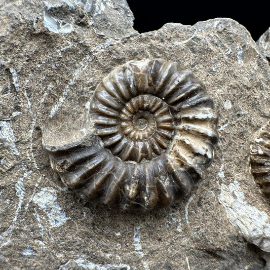Androgynoceras capricornus Ammonite fossil with box and stand - Whitby, North Yorkshire Jurassic Coast Yorkshire Fossils