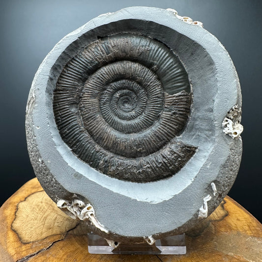 Dactylioceras tenuicostatum Ammonite fossil with box and stand - Whitby, North Yorkshire Jurassic Coast