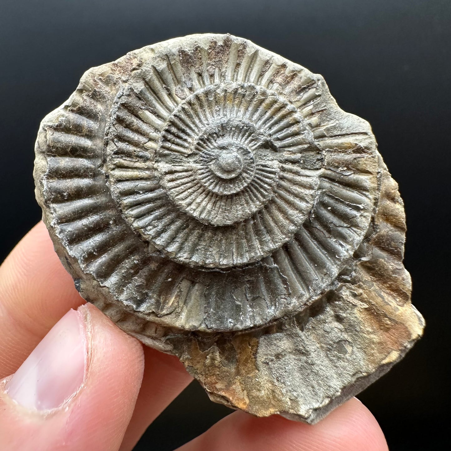 Dactylioceras Ammonite nodule (split pair) Fossil With Box And Stand - Whitby, North Yorkshire Jurassic Coast Yorkshire Fossils