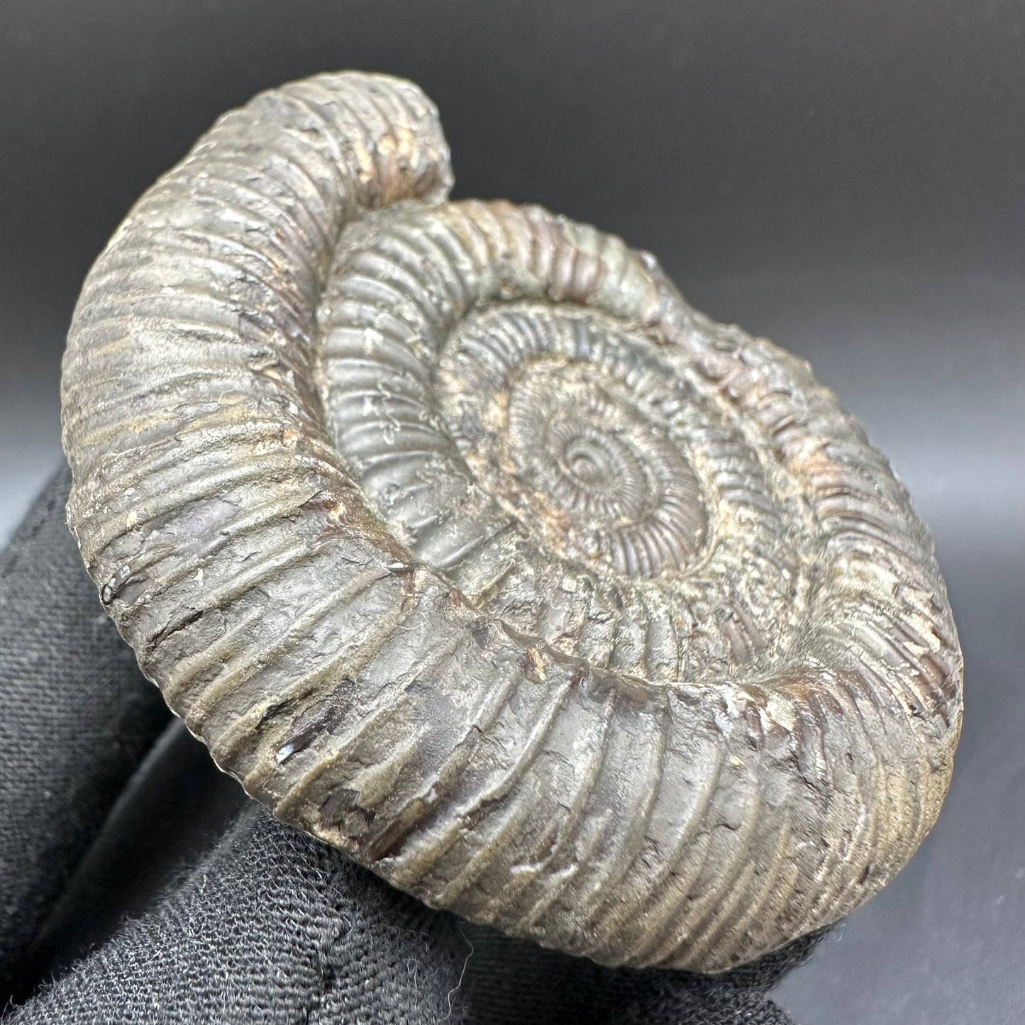 Dactylioceras Ammonite Fossil With Box And Stand - Whitby, North Yorkshire Jurassic Coast Yorkshire Fossils
