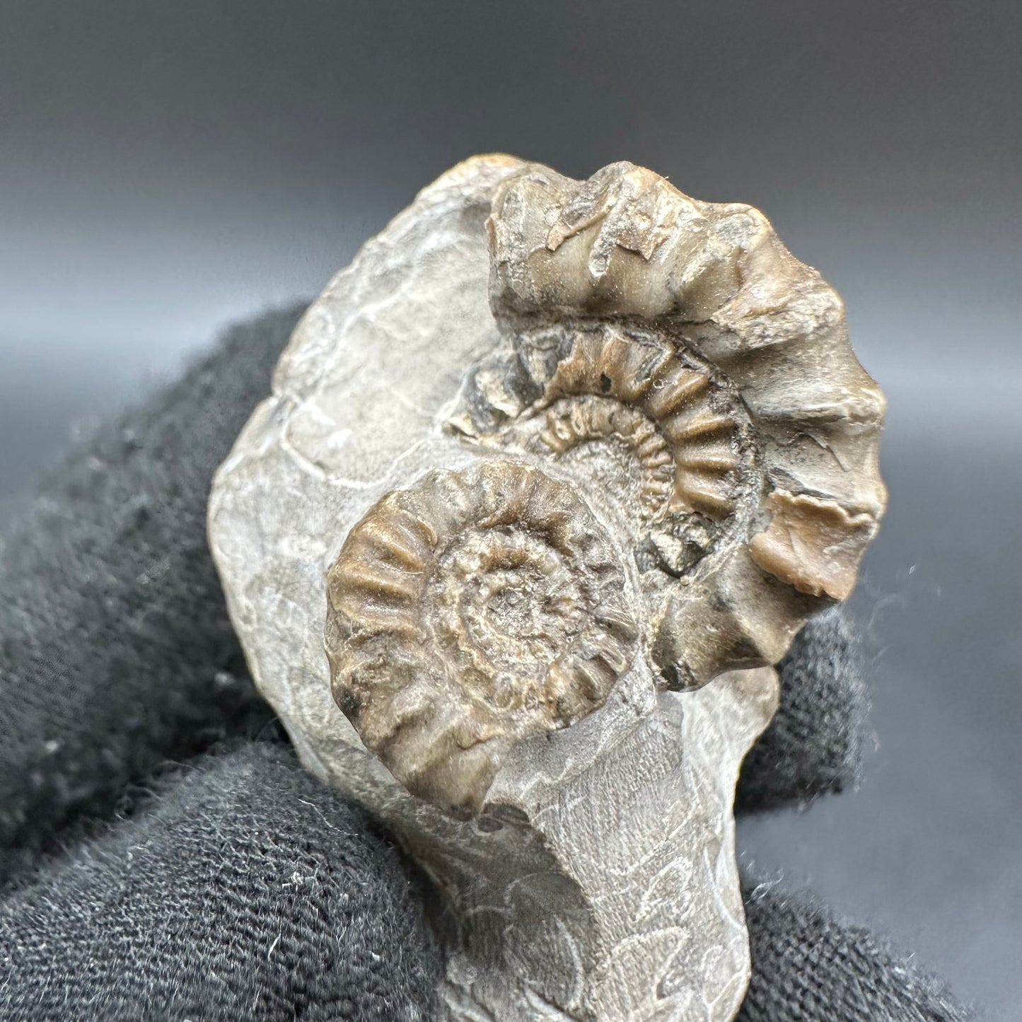 Gagaticeras Ammonite fossil with box and stand - Whitby, North Yorkshire Jurassic Coast Yorkshire Fossils