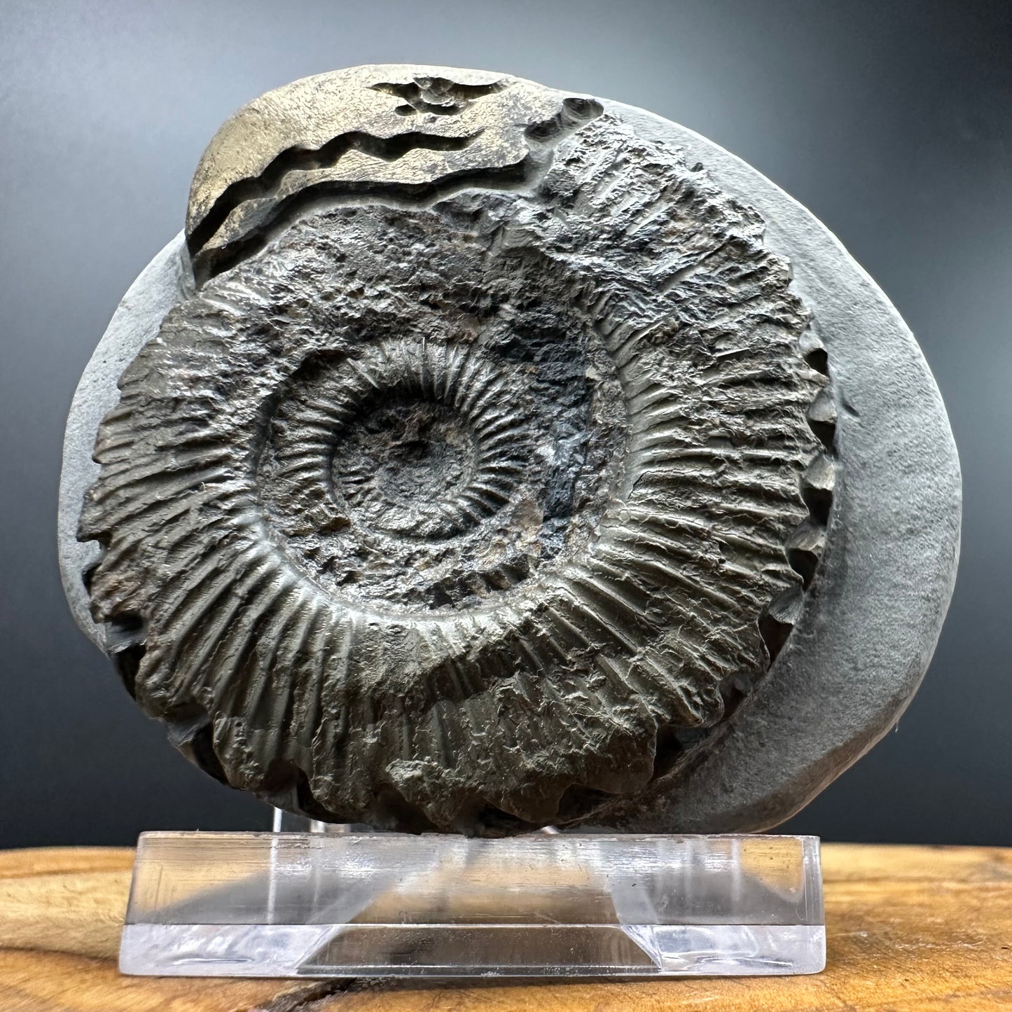 Snakestone Ammonite Fossil With Bag/Box And Stand - Whitby, North Yorkshire Jurassic Coast Yorkshire Fossils