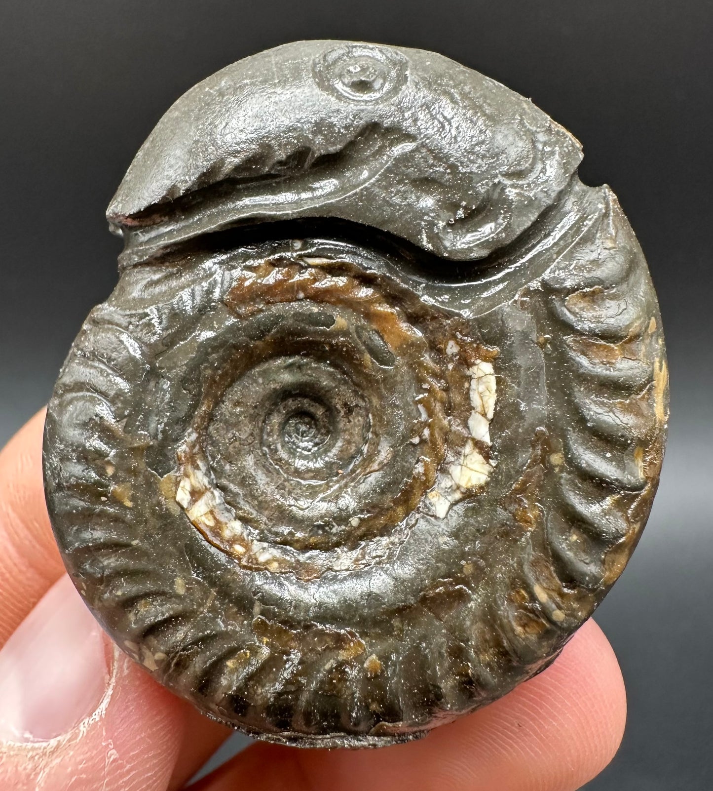Snakestone Ammonite Fossil With Bag/Box And Stand - Whitby, North Yorkshire Jurassic Coast Yorkshire Fossils