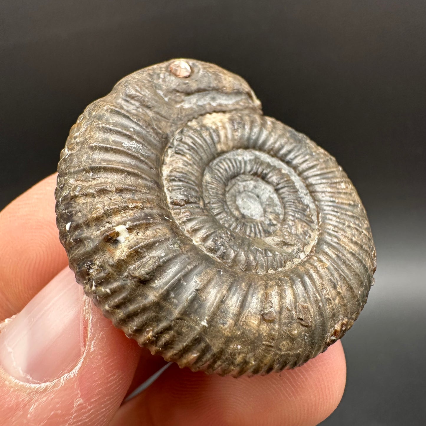 Snakestone Ammonite Fossil With Bag/Box And Stand - Whitby, North Yorkshire Jurassic Coast Yorkshire Fossils