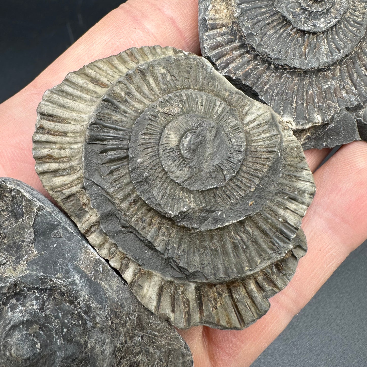 Dactylioceras imprint (negative) bundle ammonite shell fossil with box - Whitby, North Yorkshire, Yorkshire Fossils