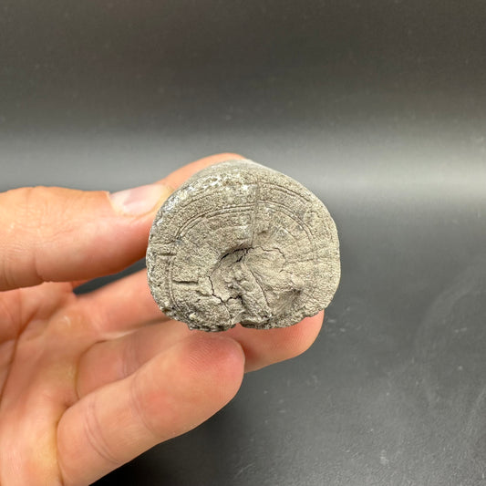 Belemnite (Fossil Squid) shell fossil - Whitby, North Yorkshire Jurassic Coast Yorkshire Fossils