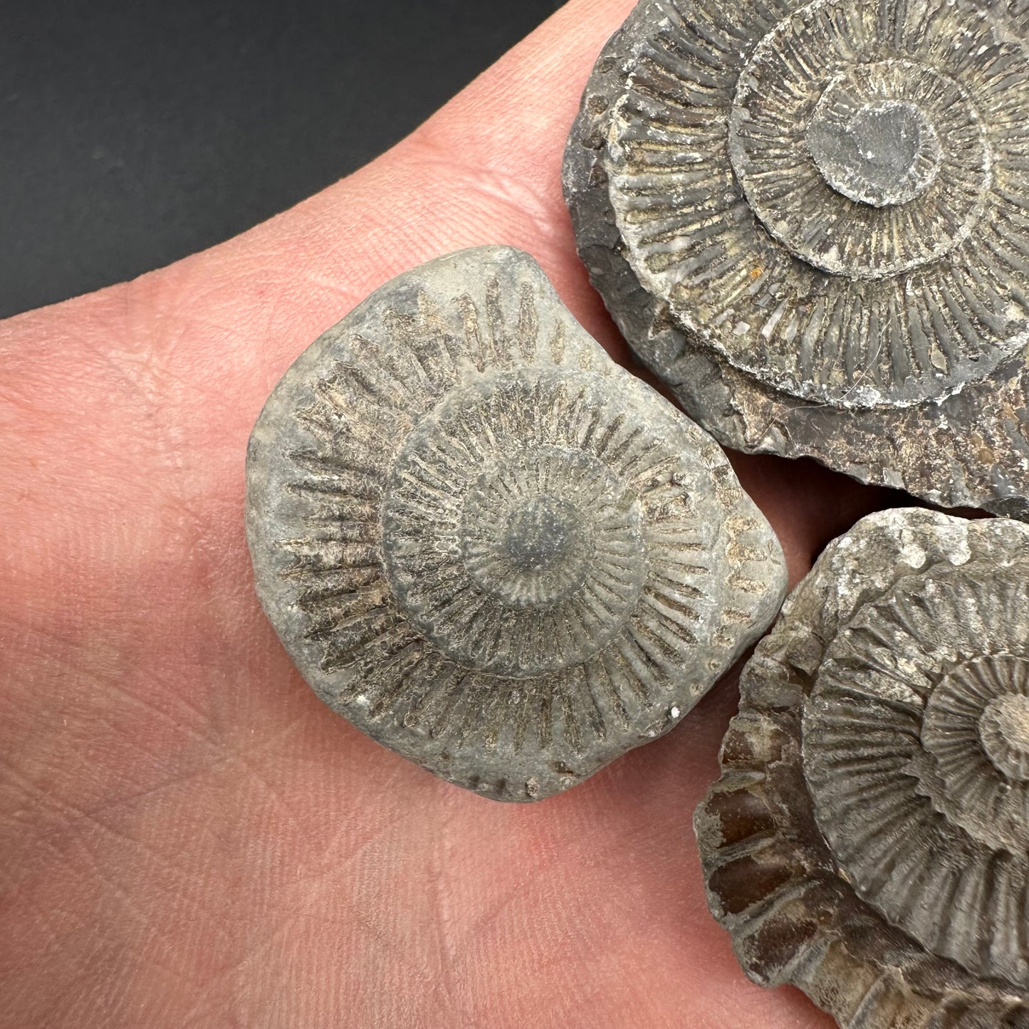 Dactylioceras imprint (negative) bundle ammonite shell fossil with box - Whitby, North Yorkshire, Yorkshire Fossils