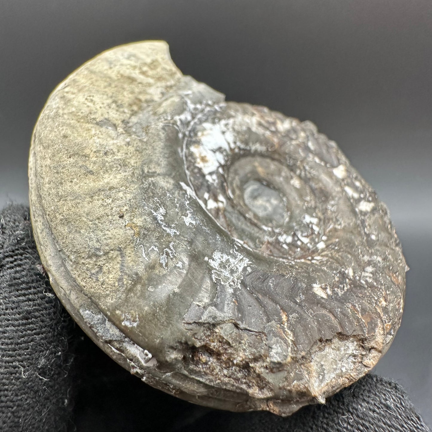 Hildoceras Bifrons Ammonite fossil with box and stand - Whitby, North Yorkshire Jurassic Coast, Yorkshire Fossils from the Jurassic Coast