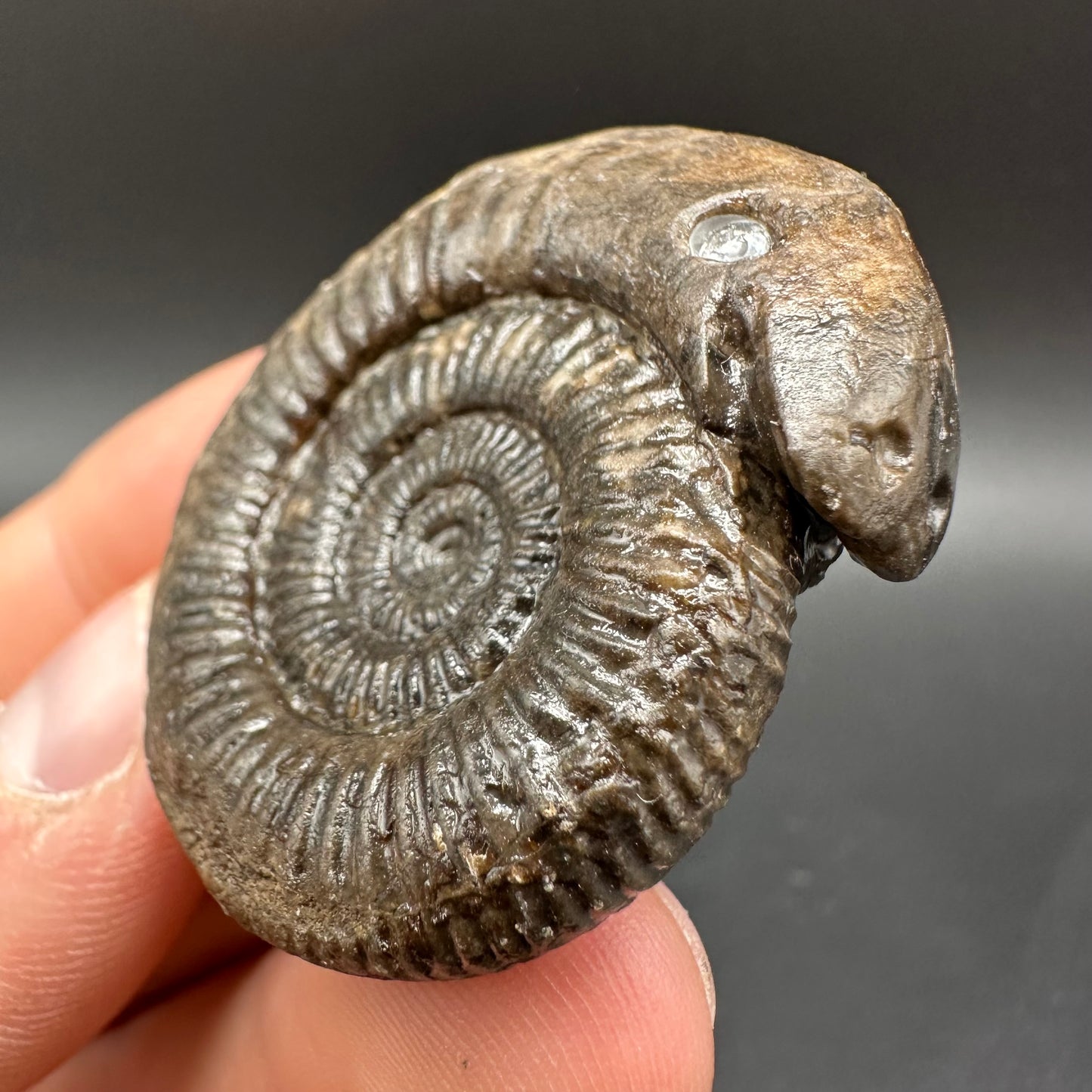 Snakestone Ammonite Fossil With Bag/Box And Stand - Whitby, North Yorkshire Jurassic Coast Yorkshire Fossils