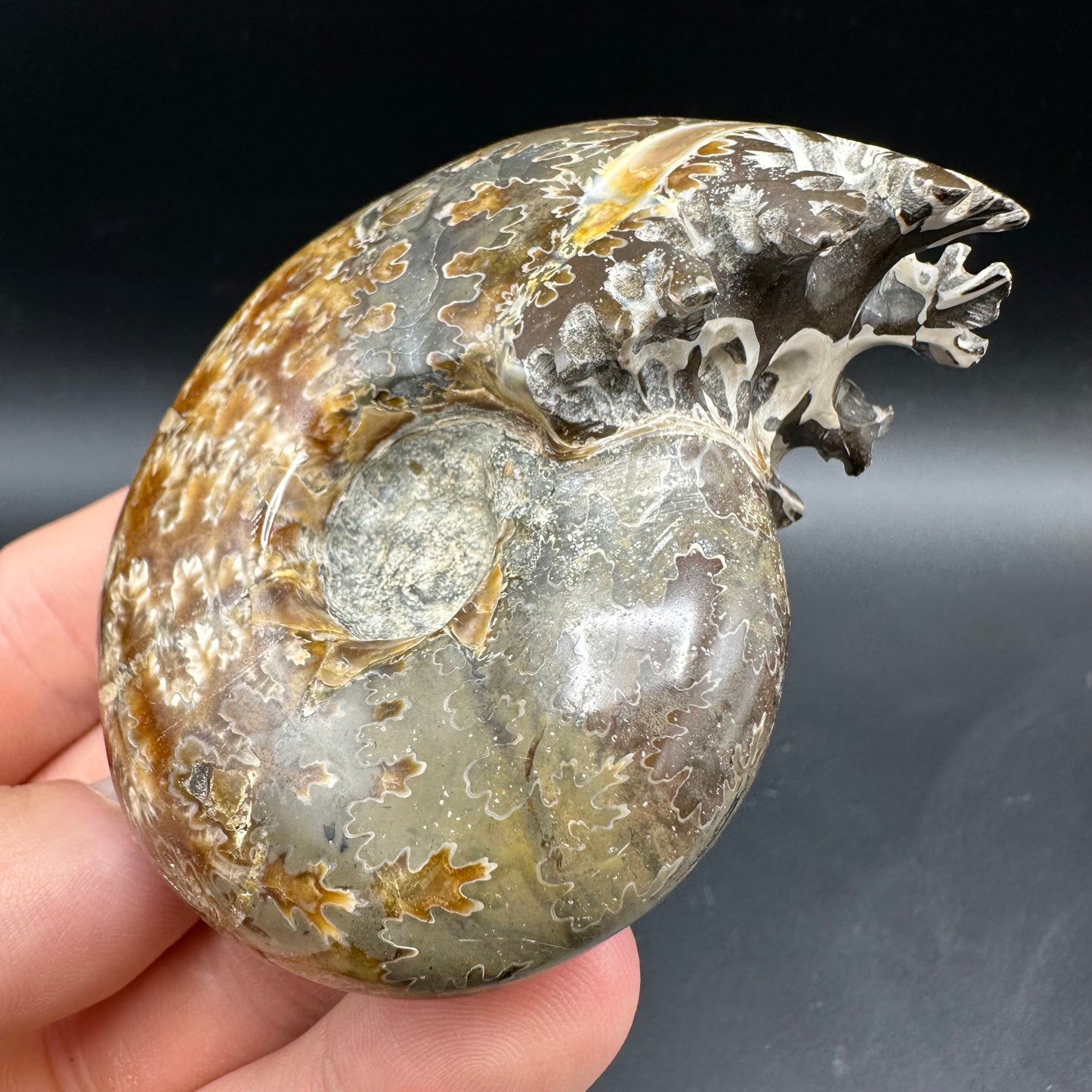 Puzosia Ammonite Fossil With Box And Stand - Cretaceous Ammonite Madagascar