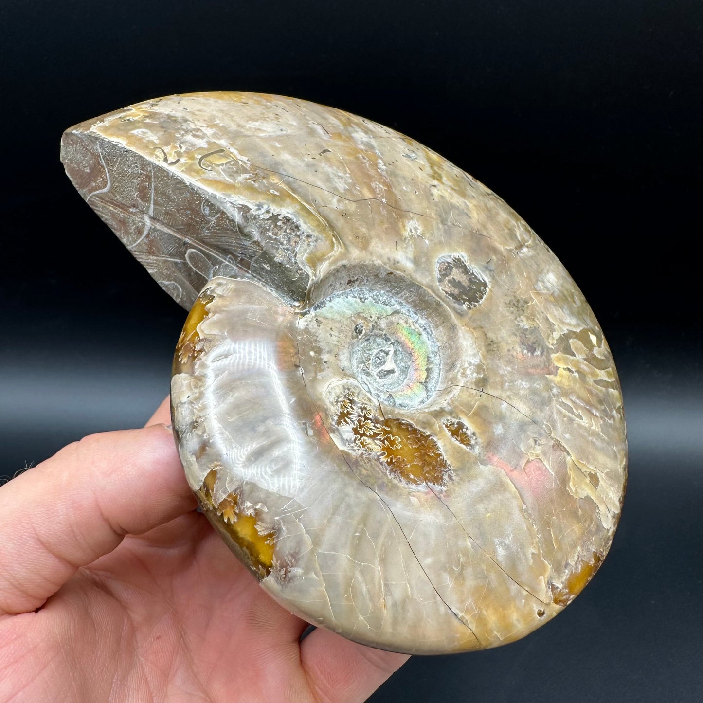 Cleoniceras Ammonite Fossil With Stand - Cretaceous Ammonite Madagascar