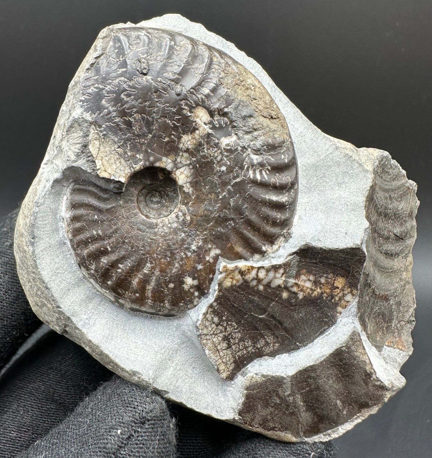 Pseudolioceras lythense Ammonite fossil with box and stand - Whitby, North Yorkshire, Yorkshire Fossils on the Jurassic Coast
