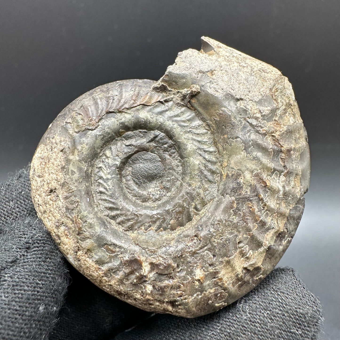 Hildoceras lusitanicum Ammonite fossil with box and stand - Whitby, North Yorkshire, Jurassic Coast, Yorkshire Fossils from the Jurassic Coast