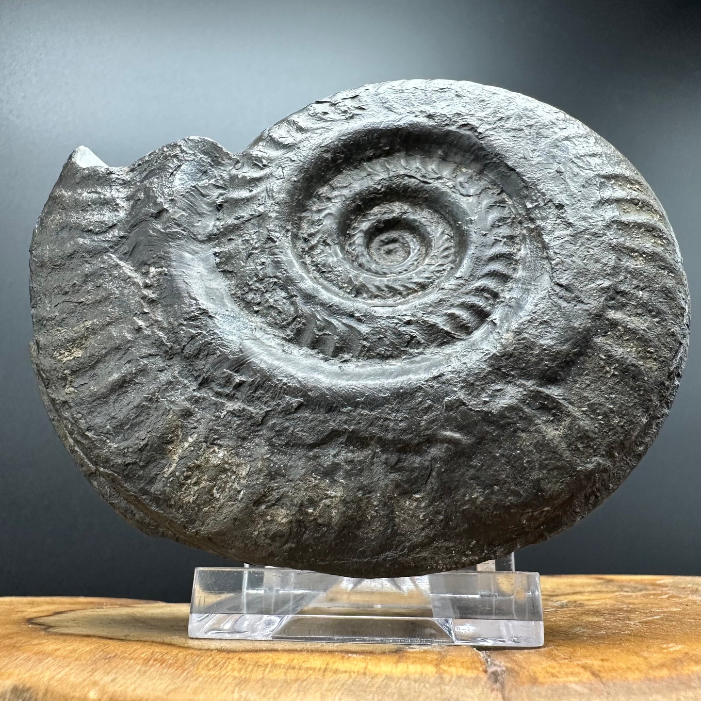 Hildoceras lusitanicum Ammonite fossil with stand - Whitby, North Yorkshire, Jurassic Coast, Yorkshire Fossils from the Jurassic Coast