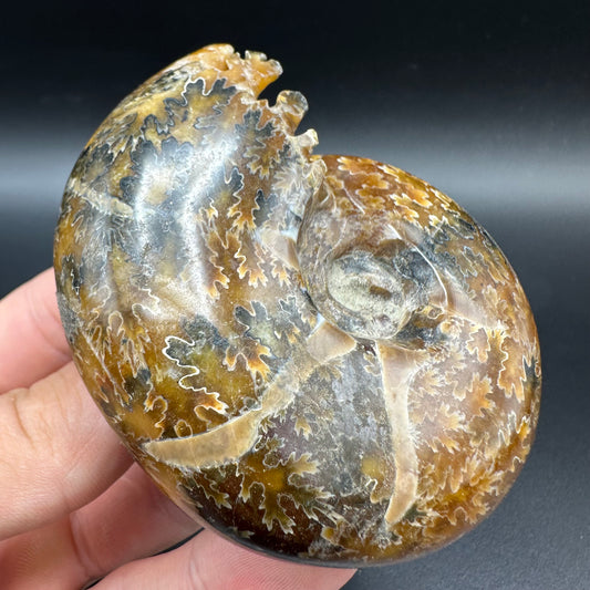 Puzosia Ammonite Fossil With Box And Stand - Cretaceous Ammonite Madagascar