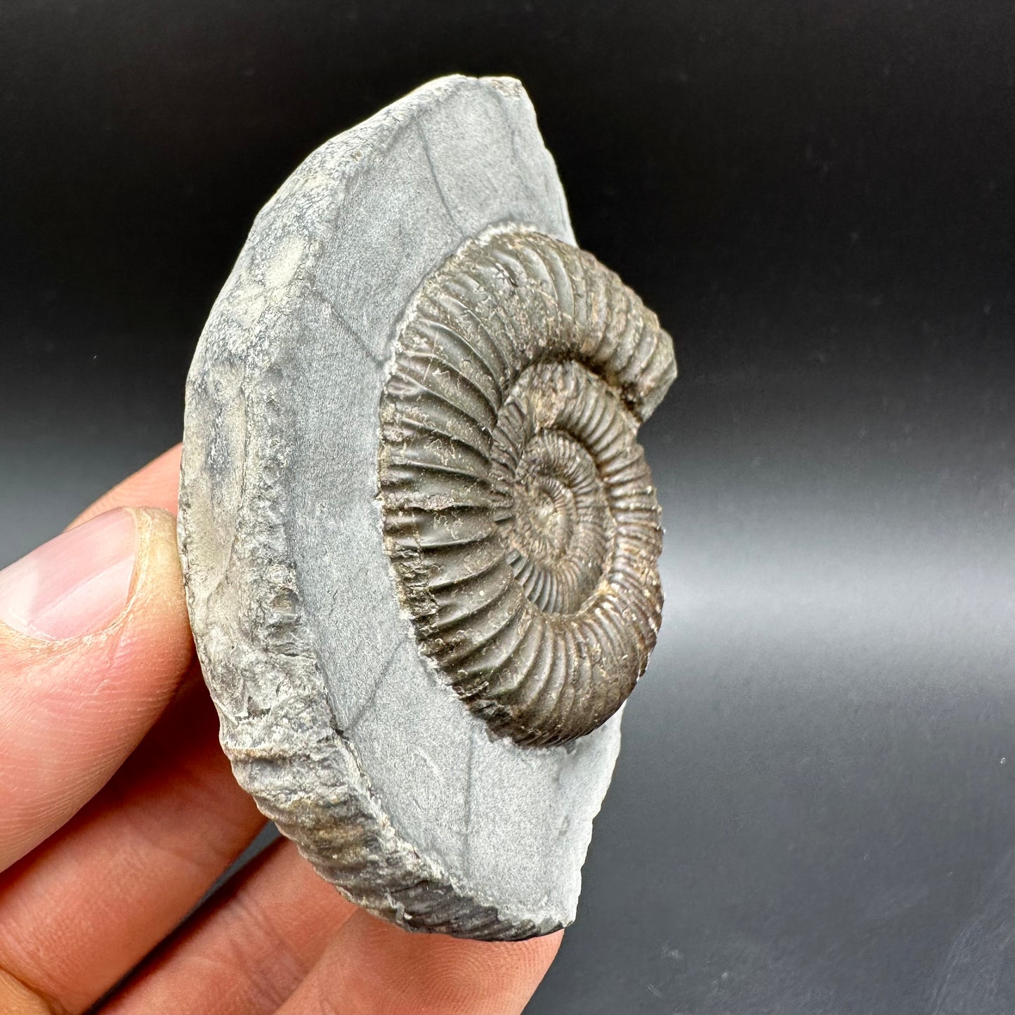 Dactylioceras Ammonite Fossil With Box And Stand - Whitby, North Yorkshire Jurassic Coast Yorkshire Fossils