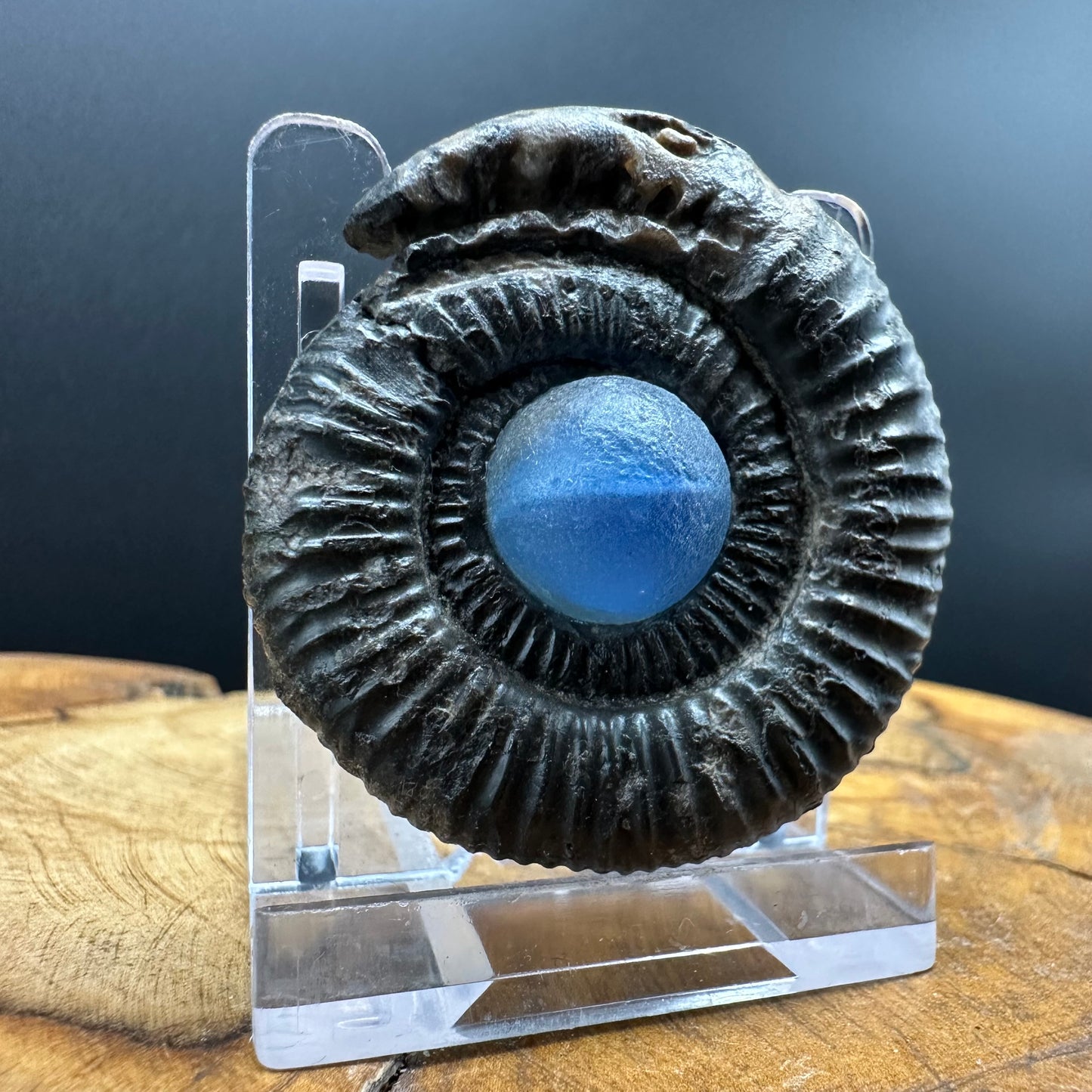 Snakestone Ammonite Fossil With Bag/Box And Stand - Whitby, North Yorkshire Jurassic Coast Yorkshire Fossils