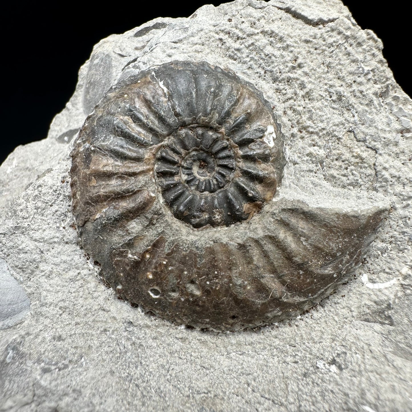 Amaltheus subnodosus Ammonite fossil with box and stand - Whitby, North Yorkshire Jurassic Coast Yorkshire Fossils
