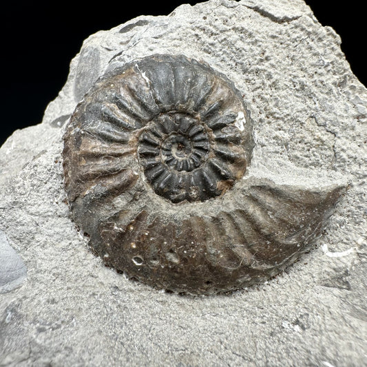Amaltheus subnodosus Ammonite fossil with box and stand - Whitby, North Yorkshire Jurassic Coast Yorkshire Fossils