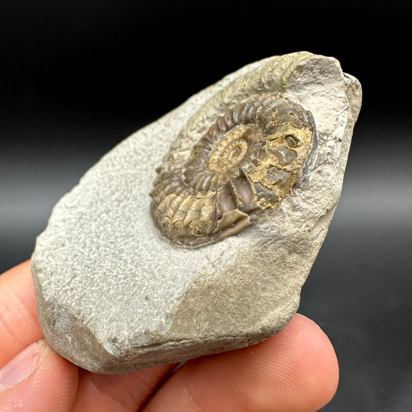 Arnioceras ammonite shell fossil with box and stand - Whitby, North Yorkshire Jurassic Coast Yorkshire Fossils