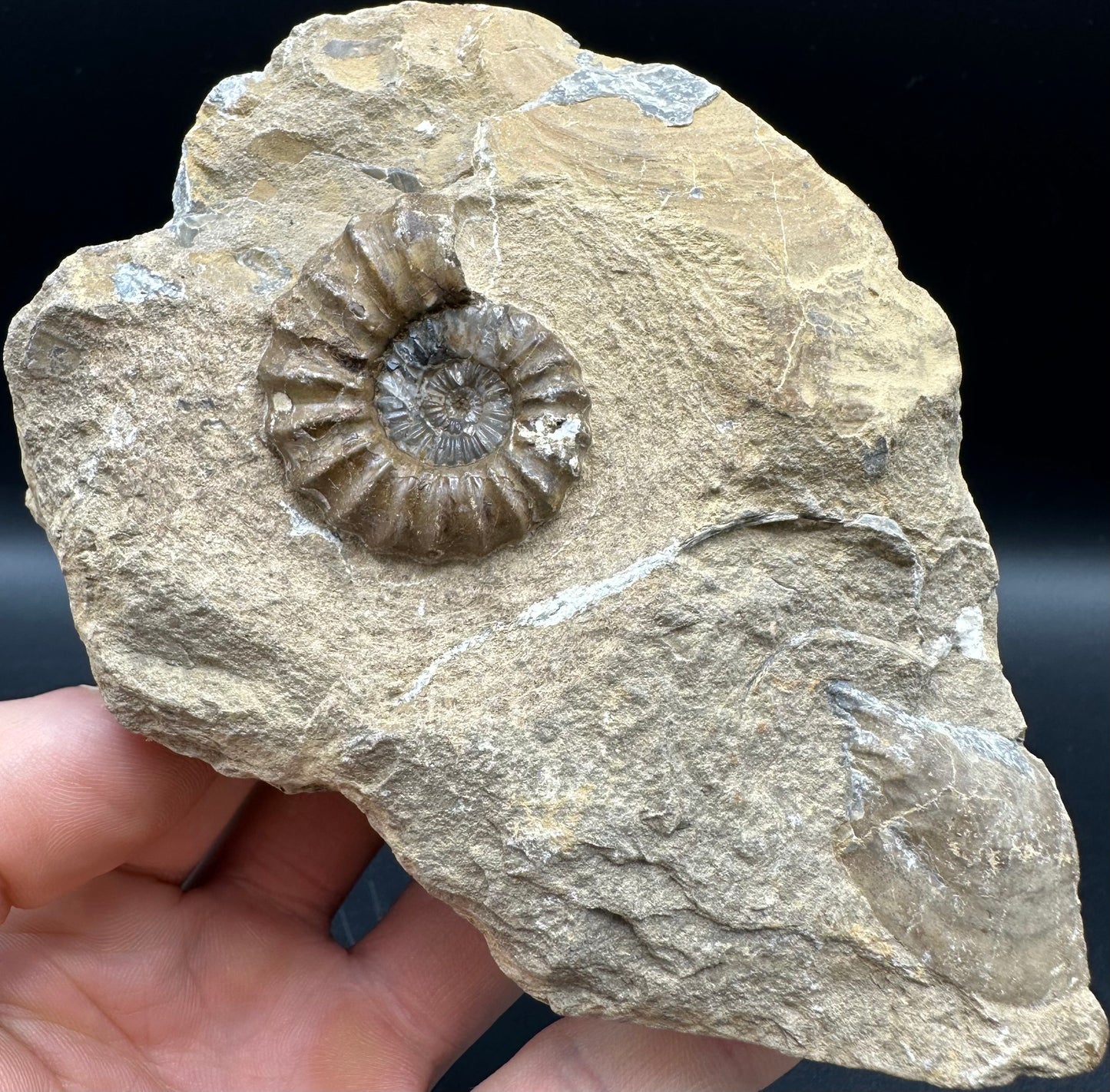 Androgynoceras capricornus Ammonite fossil - Whitby, North Yorkshire Jurassic Coast Yorkshire Fossils