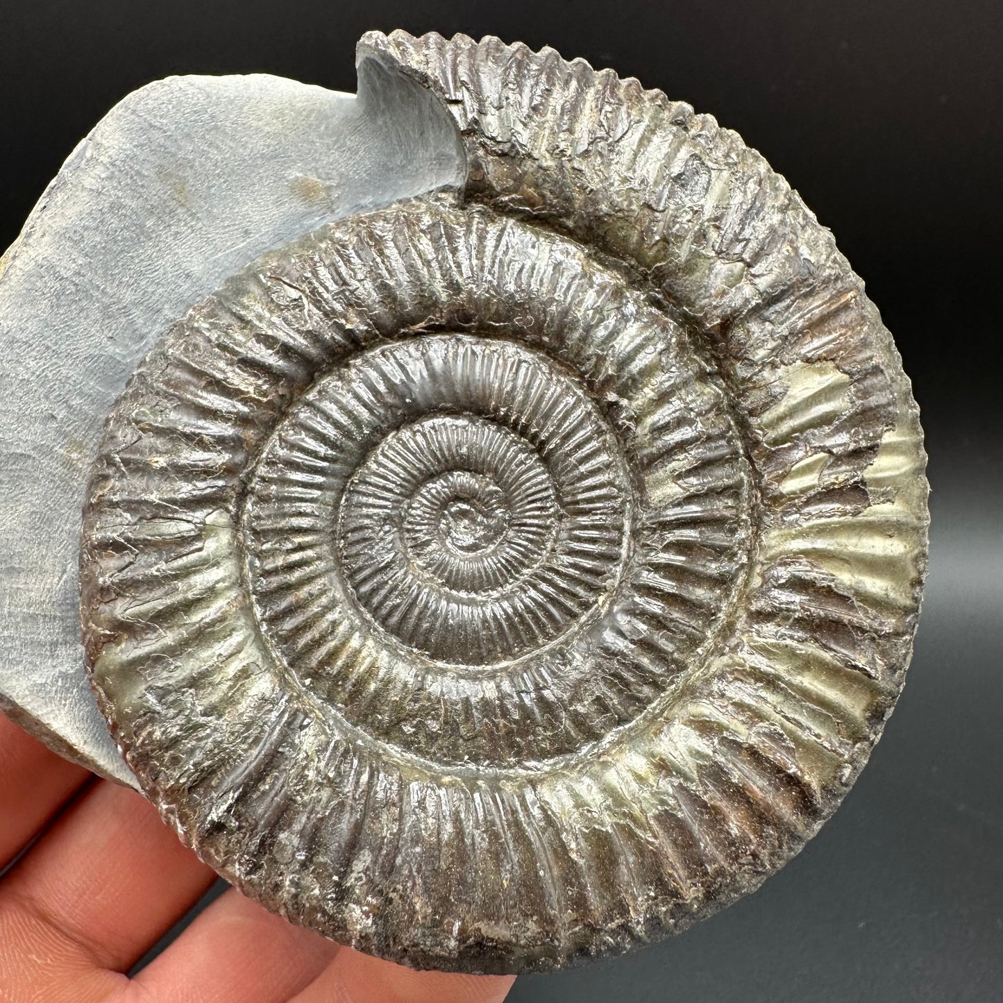 Dactylioceras Ammonite Fossil With Box And Stand - Whitby, North Yorkshire Jurassic Coast Yorkshire Fossils