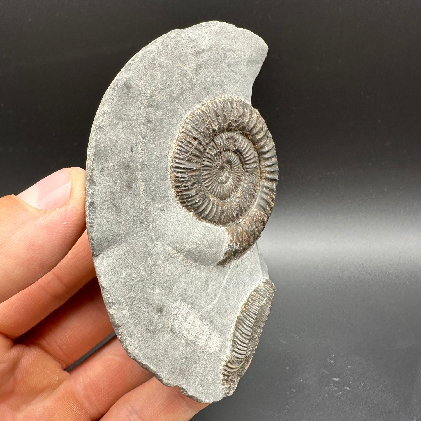 Dactylioceras Ammonite Fossil With Box And Stand - Whitby, North Yorkshire Jurassic Coast Yorkshire Fossils