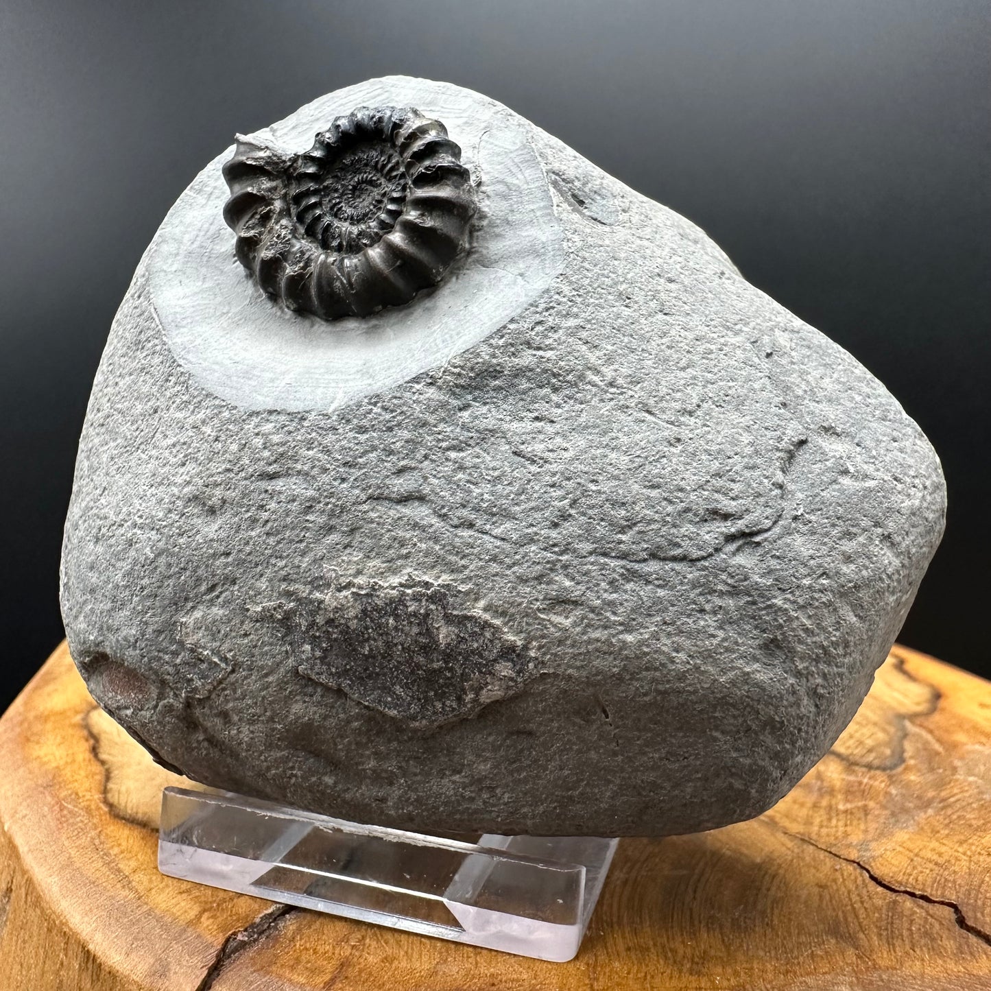 Gagaticeras Ammonite fossil with box and stand - Whitby, North Yorkshire Jurassic Coast Yorkshire Fossils