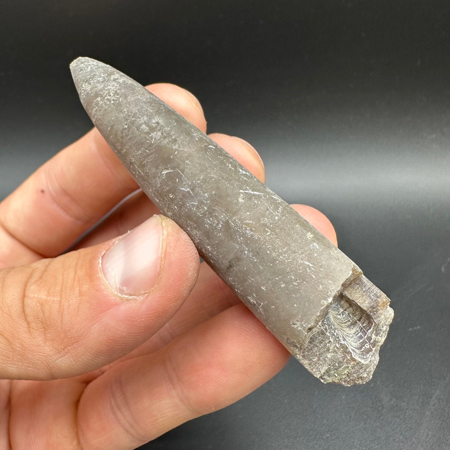 Belemnite (Fossil Squid) shell fossil - Whitby, North Yorkshire Jurassic Coast Yorkshire Fossils