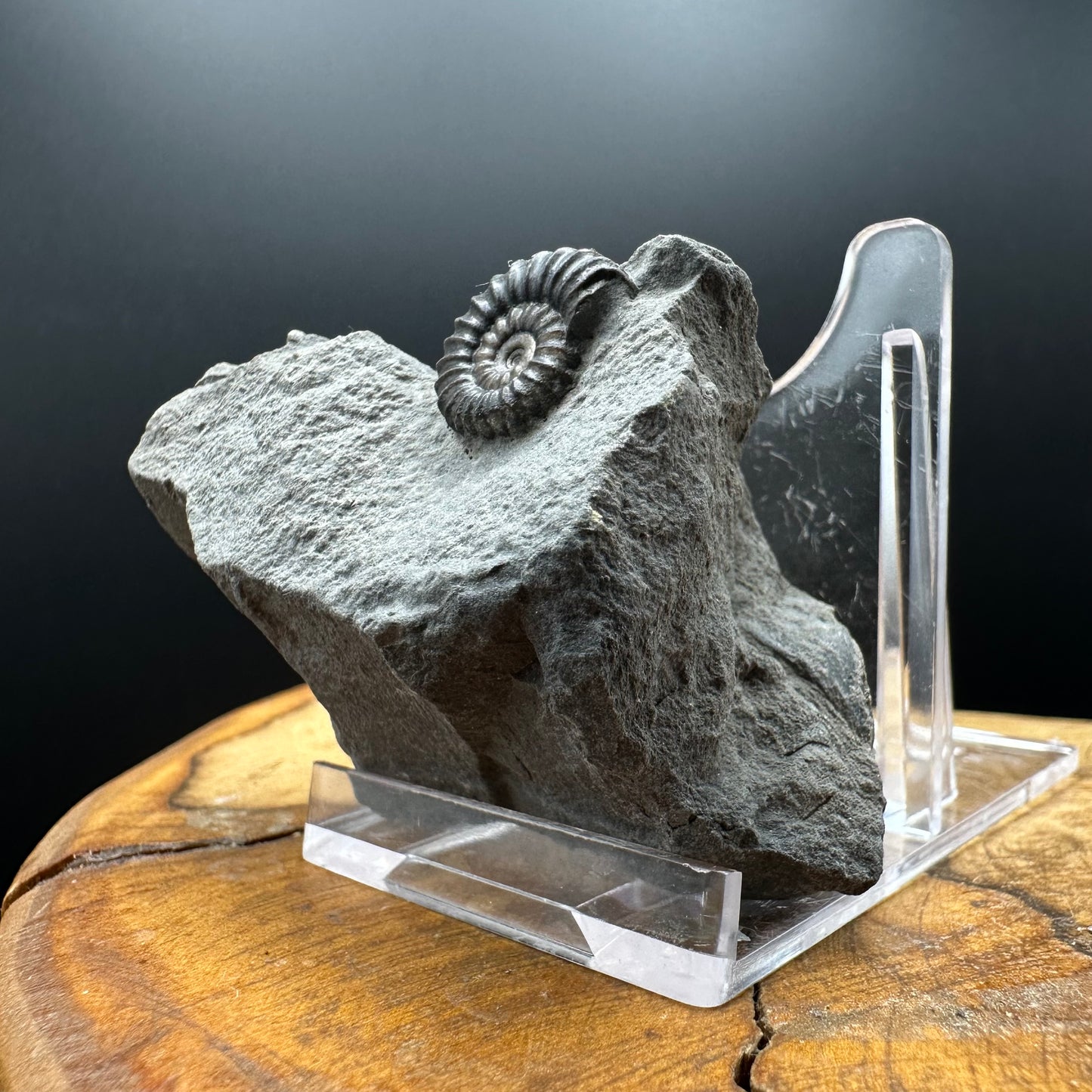 Promicroceras Ammonite shell fossil with box and stand - Whitby, North Yorkshire Jurassic Coast Yorkshire Fossils