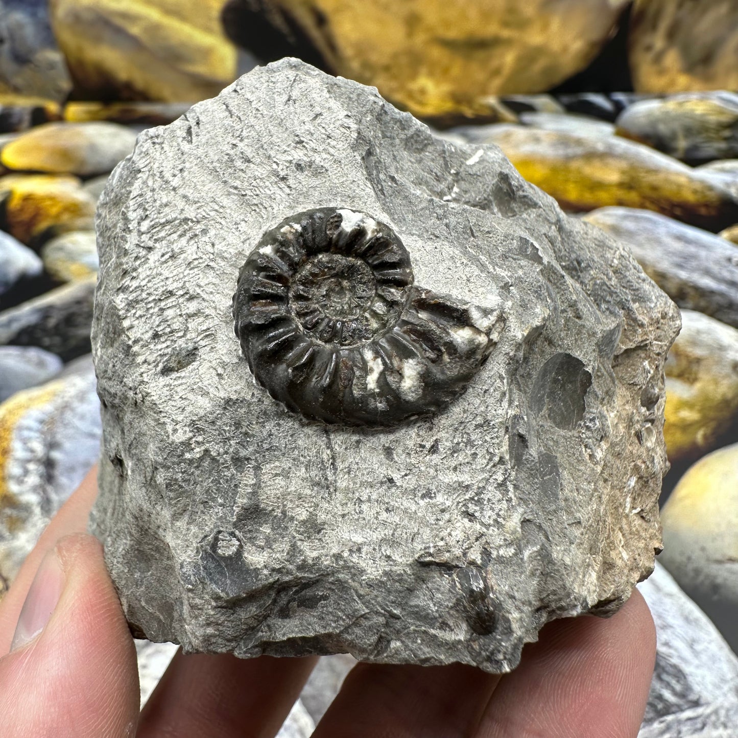 Amaltheus subnodosus ammonite fossil - Whitby, North Yorkshire Jurassic Coast, Yorkshire Fossils