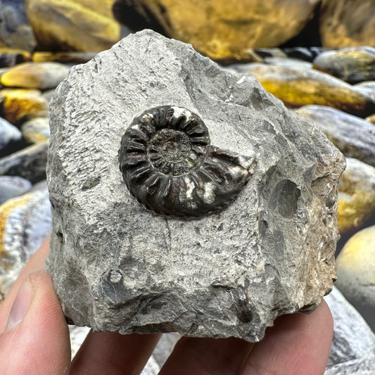 Amaltheus subnodosus ammonite fossil - Whitby, North Yorkshire Jurassic Coast, Yorkshire Fossils