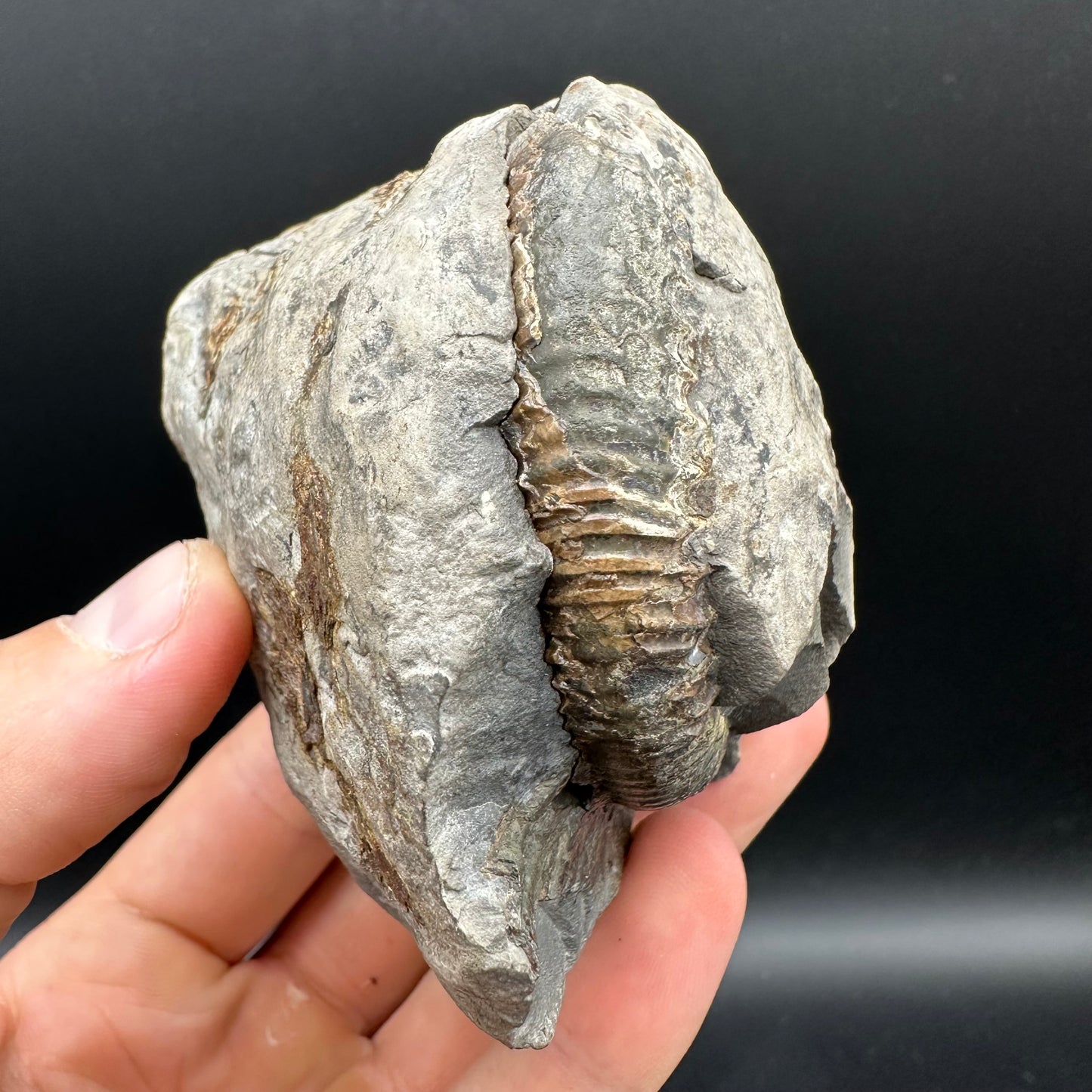 Dactylioceras Ammonite nodule (split pair) Fossil With Box And Stand - Whitby, North Yorkshire Jurassic Coast Yorkshire Fossils