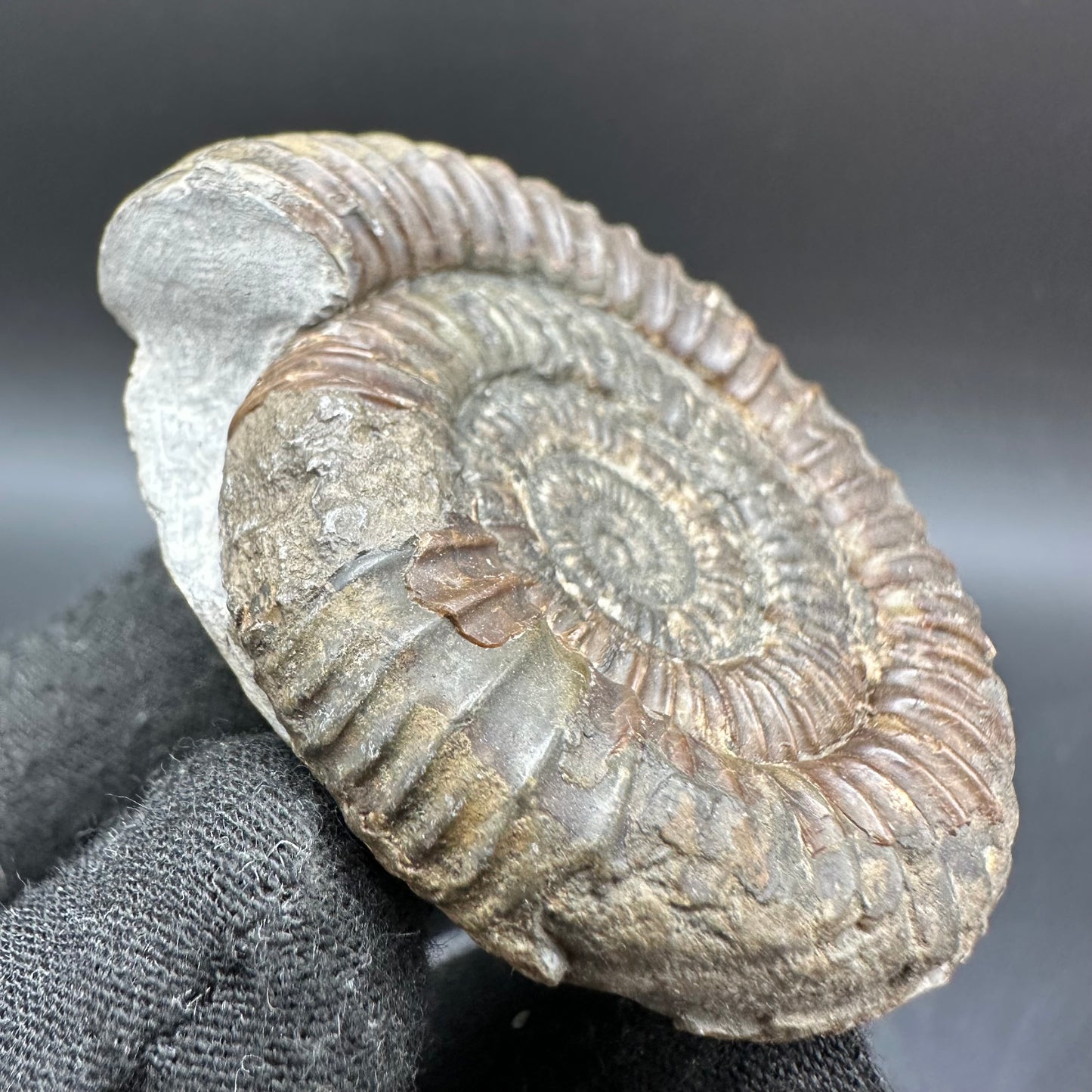 Dactylioceras Ammonite Fossil With Box And Stand - Whitby, North Yorkshire Jurassic Coast Yorkshire Fossils
