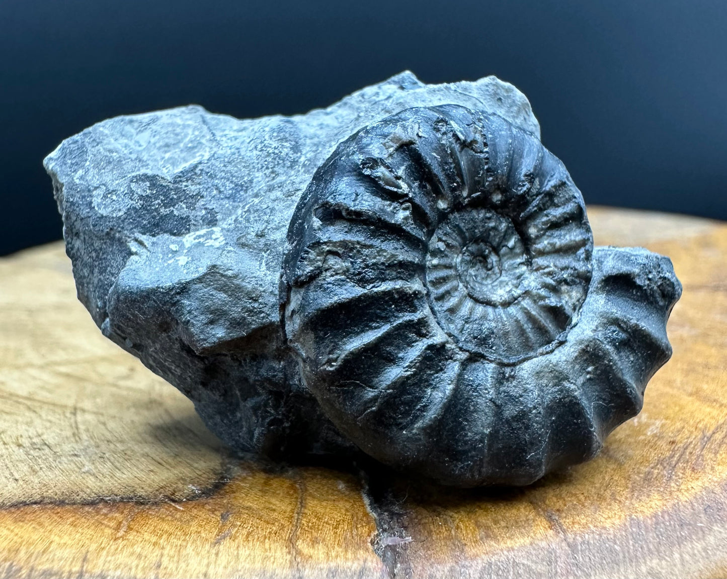 Aegasteroceras sagittarium ammonite fossil with box and stand - Whitby, North Yorkshire Jurassic Coast Yorkshire Fossils