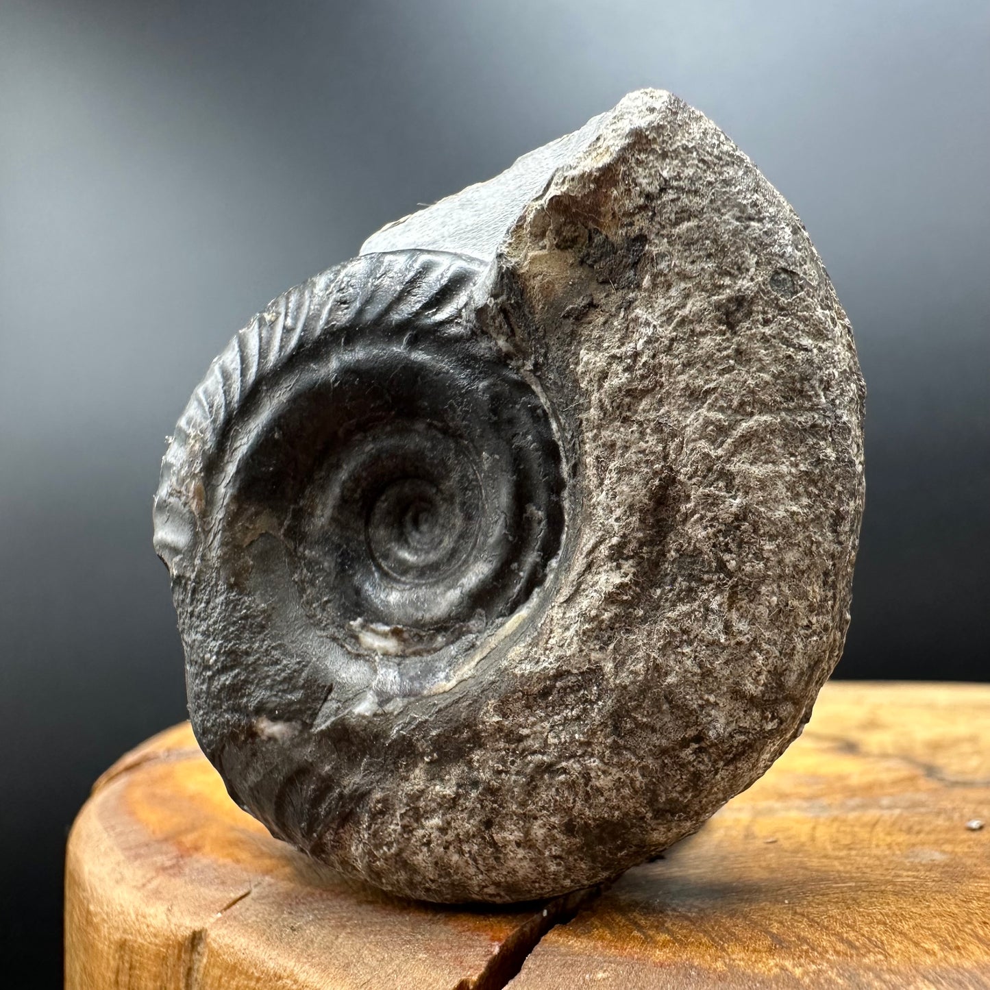 Hildoceras Bifrons Ammonite fossil with box and stand - Whitby, North Yorkshire Jurassic Coast, Yorkshire Fossils from the Jurassic Coast