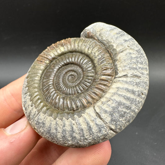 Dactylioceras Ammonite Fossil With box and Stand - Whitby, North Yorkshire Jurassic Coast Yorkshire Fossils