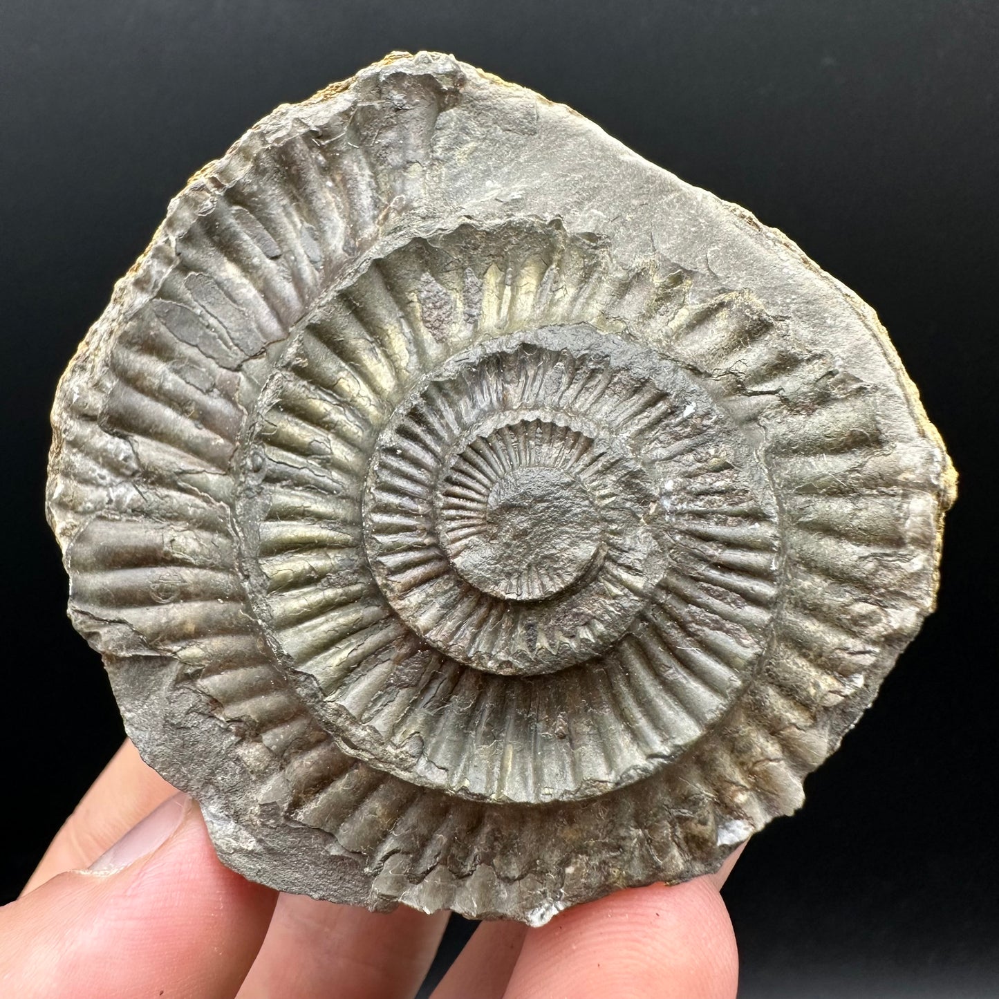 Dactylioceras Ammonite nodule (split pair) Fossil With Box And Stand - Whitby, North Yorkshire Jurassic Coast Yorkshire Fossils