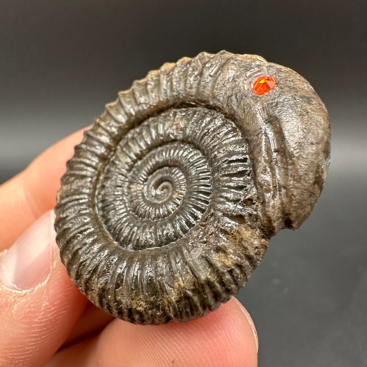 Snakestone Ammonite Fossil With Bag/Box And Stand - Whitby, North Yorkshire Jurassic Coast Yorkshire Fossils